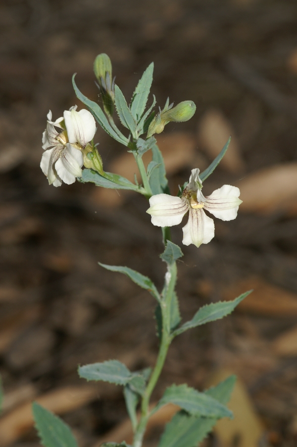 Goodenia albiflora